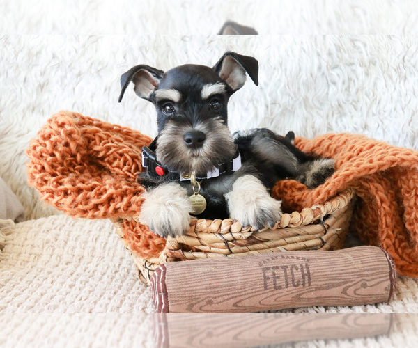 Medium Photo #5 Schnauzer (Miniature) Puppy For Sale in SYRACUSE, IN, USA