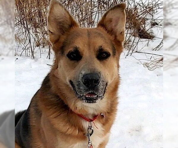 Medium Photo #25 Mutt Puppy For Sale in Canton, CT, USA