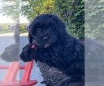 Small #1 Lhasa-Poo