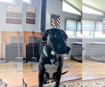 Small #5 American Pit Bull Terrier-American Staffordshire Terrier Mix