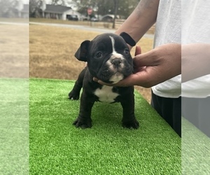 American Bully Puppy for sale in COVINGTON, GA, USA