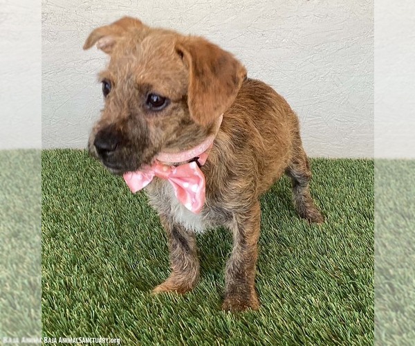 Medium Photo #3 Dachshund-Miniature Schnauzer Mix Puppy For Sale in San Diego, CA, USA
