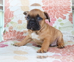 Small Photo #4 Faux Frenchbo Bulldog Puppy For Sale in SHILOH, OH, USA