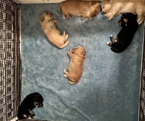 Poovanese Puppy for Sale in SPRINGFIELD, Oregon USA