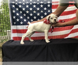 Boxer Puppy for sale in CARTERVILLE, MO, USA