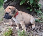 Small #2 Bullmastiff
