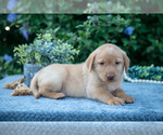 Small Photo #21 Labrador Retriever Puppy For Sale in BLUFFTON, IN, USA