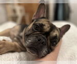 Small #1 French Bulldog