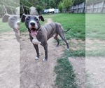 Small #1 Staffordshire Bull Terrier