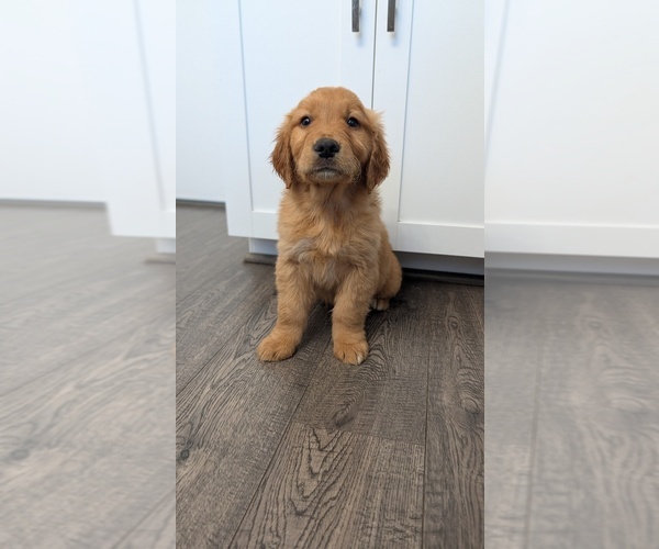 Medium Photo #4 Golden Retriever Puppy For Sale in ELVERTA, CA, USA