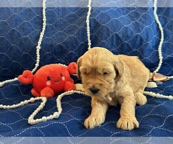 Medium Photo #2 Bernedoodle (Miniature) Puppy For Sale in HENDERSON, CO, USA