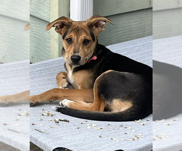 Medium Photo #3 Mutt Puppy For Sale in Mount Laurel, NJ, USA