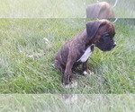 Puppy 3 Boxer