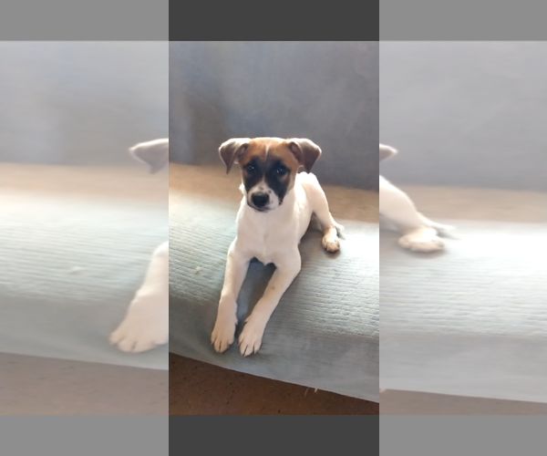 Medium Photo #4 Mutt Puppy For Sale in Apple Valley, CA, USA