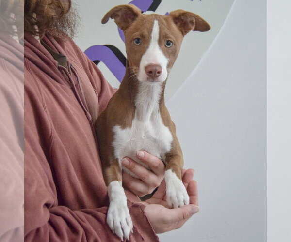 Medium Photo #3 Border Collie-Whippet Mix Puppy For Sale in Huntley, IL, USA