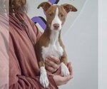 Small #2 Border Collie-Whippet Mix