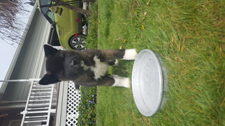 Akita Puppy for sale in GRAHAM, WA, USA
