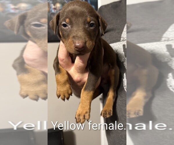 Medium Photo #4 Doberman Pinscher Puppy For Sale in ADA, OK, USA