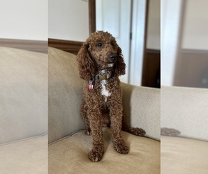 Father of the Cavapoo (Miniature) puppies born on 05/14/2026