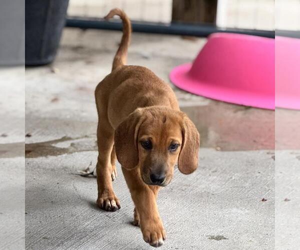 Medium Photo #3 Labbe Puppy For Sale in Yardley, PA, USA