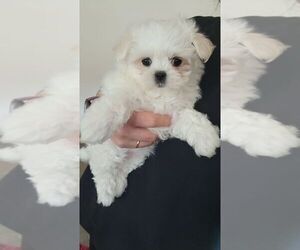 Maltese Puppy for sale in ROYAL OAKS, CA, USA
