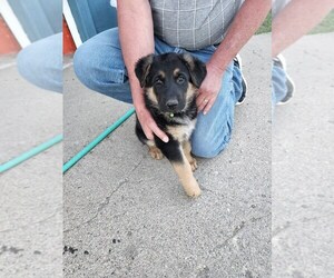 German Shepherd Dog Puppy for sale in HOLLANDALE, MN, USA