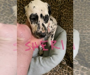 Dalmatian Puppy for sale in GLENDALE, AZ, USA