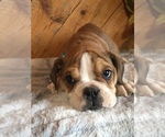 Small Photo #5 Olde English Bulldogge Puppy For Sale in CHETEK, WI, USA