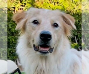 Medium Great Pyrenees Mix