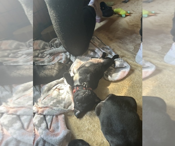 Medium Photo #9 Frenchie Pug Puppy For Sale in BLOOMINGTON, IL, USA