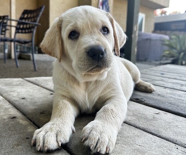 Medium Photo #7 Labrador Retriever Puppy For Sale in CLOVIS, CA, USA