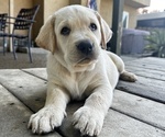 Small #6 Labrador Retriever