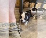 Small Photo #2 Boston Terrier Puppy For Sale in FREDONIA, KS, USA