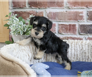 Schnauzer (Miniature) Puppy for sale in SYRACUSE, IN, USA