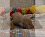 Small Photo #122 Great Dane Puppy For Sale in SPRAGGS, PA, USA