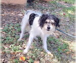 Small #2 Jack Russell Terrier-Tibetan Spaniel Mix