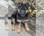 Small #1 German Shepherd Dog