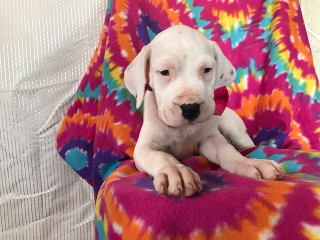 Medium Photo #1 Dogo Argentino Puppy For Sale in EPHRATA, PA, USA