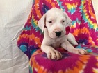 Small Photo #1 Dogo Argentino Puppy For Sale in EPHRATA, PA, USA