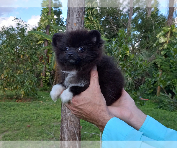 Medium Photo #4 Pomeranian Puppy For Sale in WEST PALM BEACH, FL, USA