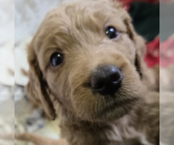 Medium Photo #9 Goldendoodle Puppy For Sale in BROADVIEW HEIGHTS, OH, USA