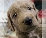Small #8 Goldendoodle