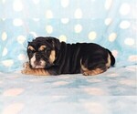 Small Photo #4 Bulldog Puppy For Sale in LANCASTER, PA, USA