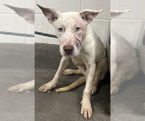 German Shepherd Dog-Unknown Mix Dogs for adoption in Forestville, MD, USA