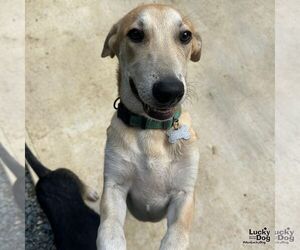 Labrador Retriever-Unknown Mix Dogs for adoption in Washington, DC, USA