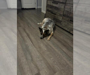 KOBE - Male Red Heeler-Unknown Mix Dog for Adoption - Photo #4
