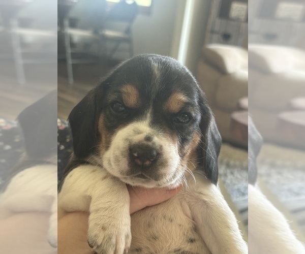 Medium Photo #11 Beagle Puppy For Sale in MCPHERSON, KS, USA