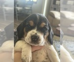 Small #10 Beagle