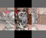 Small #2 Mastiff