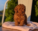 Small Photo #23 Poodle (Miniature) Puppy For Sale in GOSHEN, IN, USA